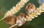 Миші атакують: чому аграрії потерпають від гризунів та як цьому зарадити